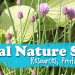 Herbal Nature Studies