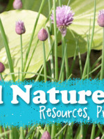 Herbal Nature Study Resources, Printables and Recipes from Muse of the Morning